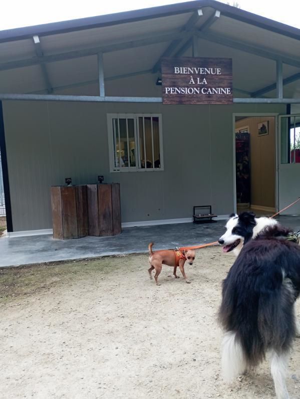 Le Puy du Fou avec un chien