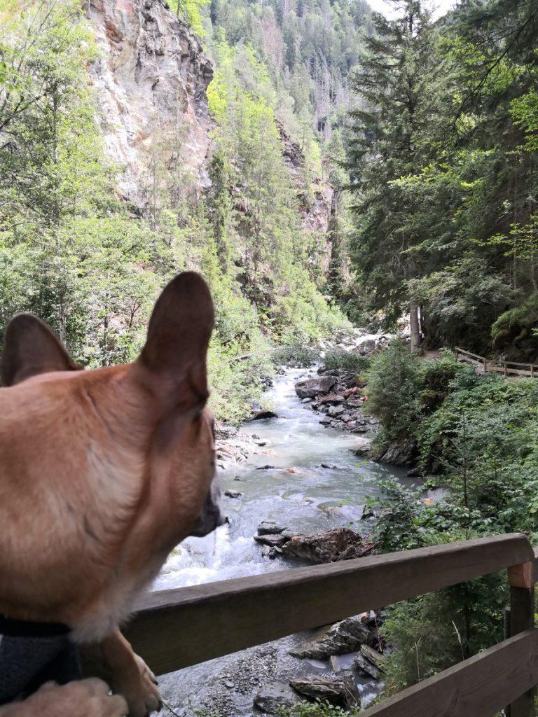 gorges de la Diosaz chien accepté