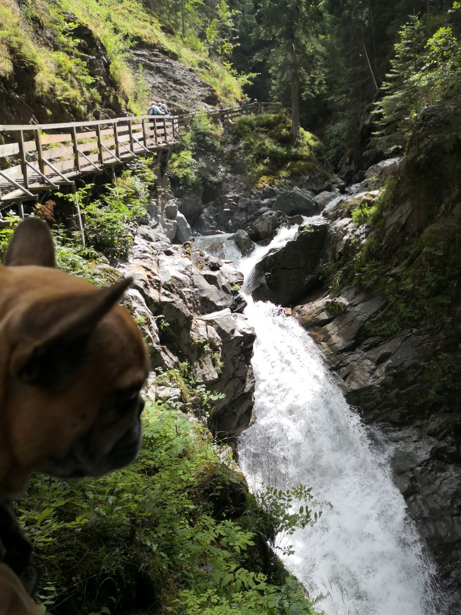 gorges de la Diosaz visite avec chien chamonix