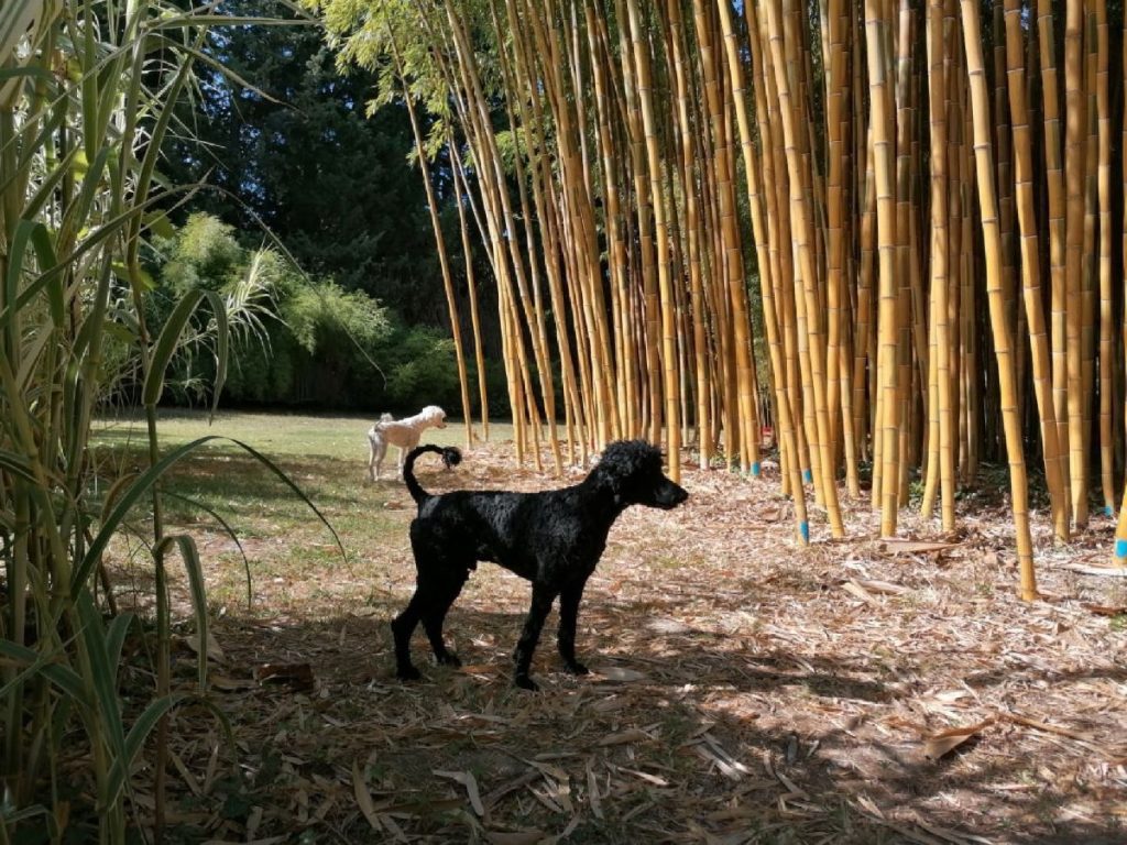 jardin Bambous en Provence chien accepté et bienvenu