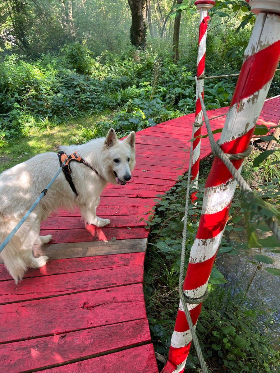 le moulin jaune jardin accepte chien seine-et-marne