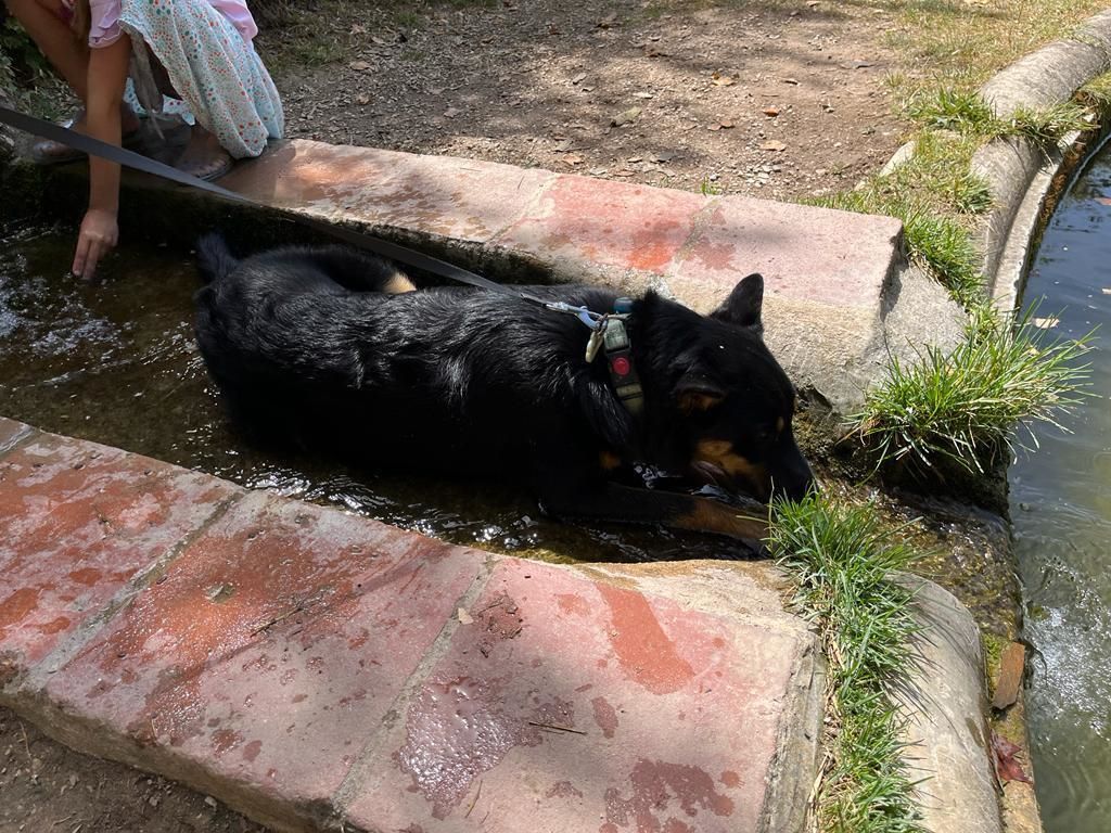 où promener son chien à gaillac parc de foucaud