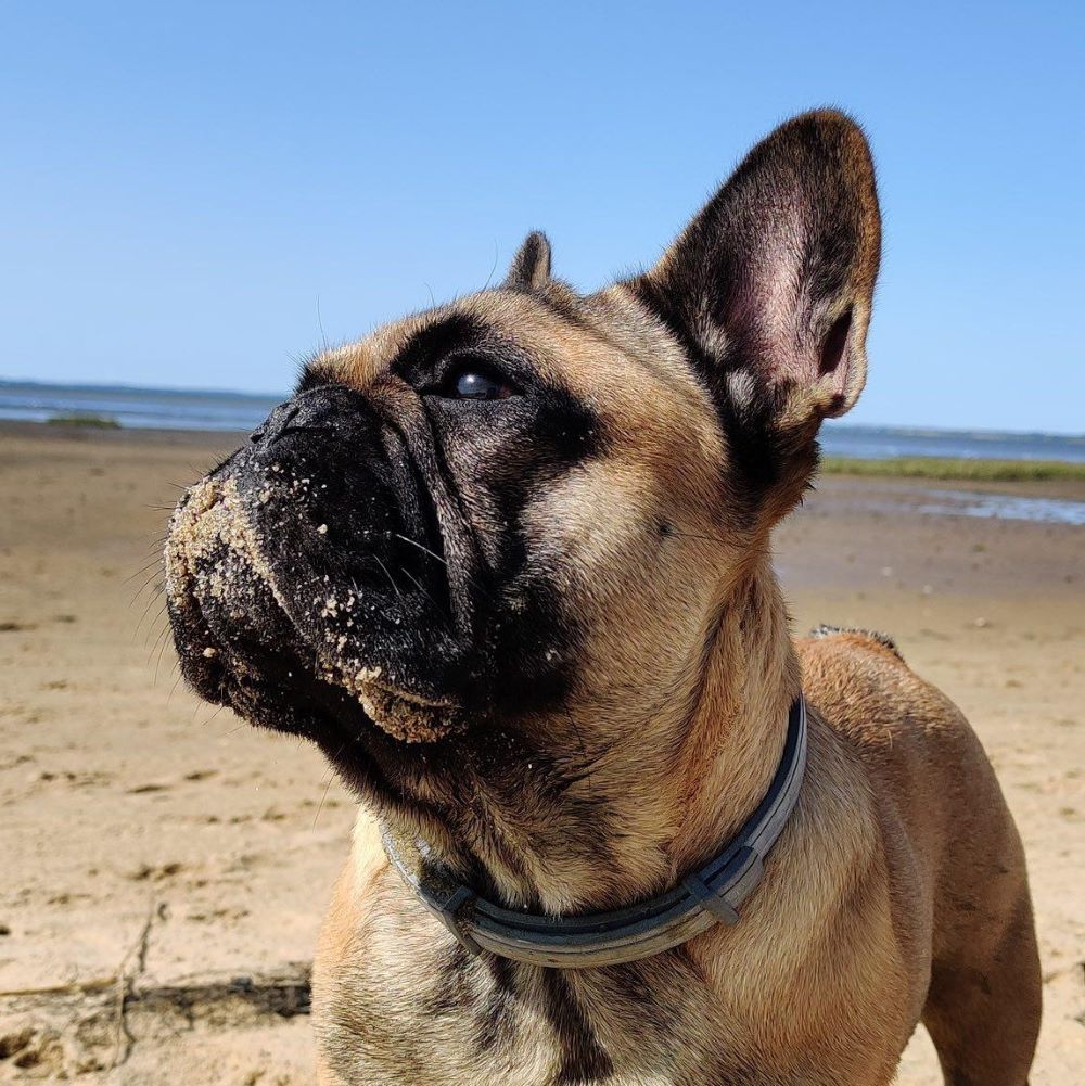 Les plages autorisées aux chiens en Gironde