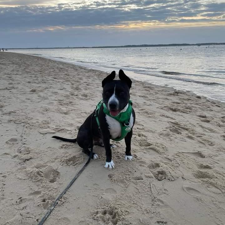 plages autorisées aux chiens en gironde