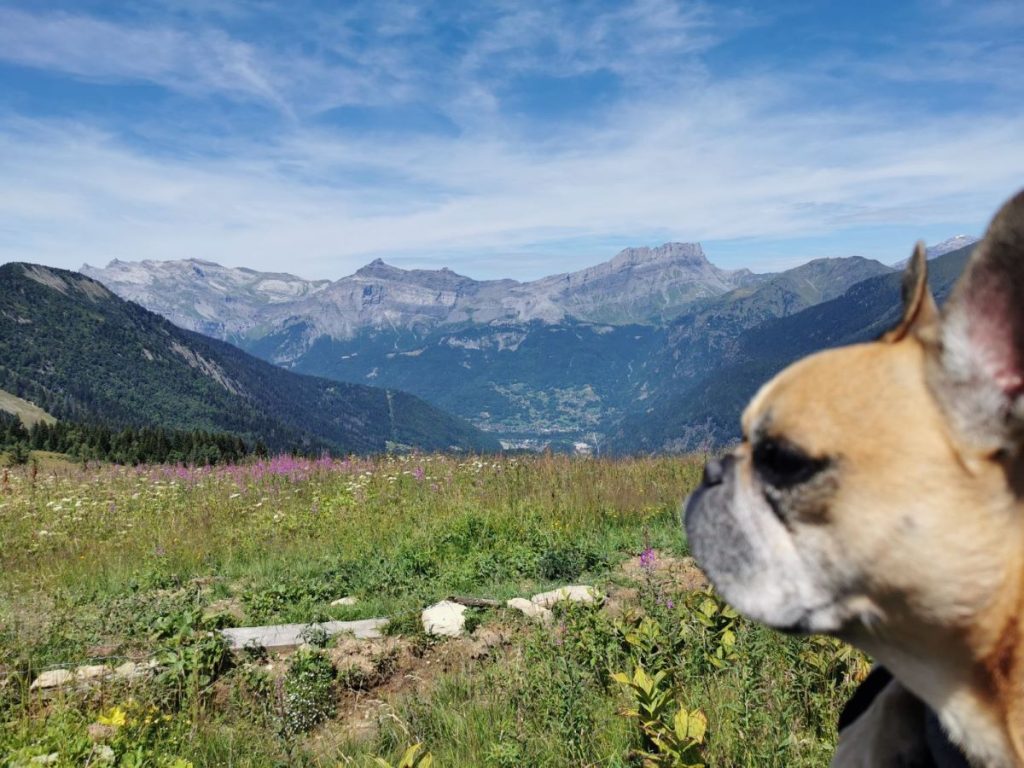 tramway du Mont Blanc activité avec chien