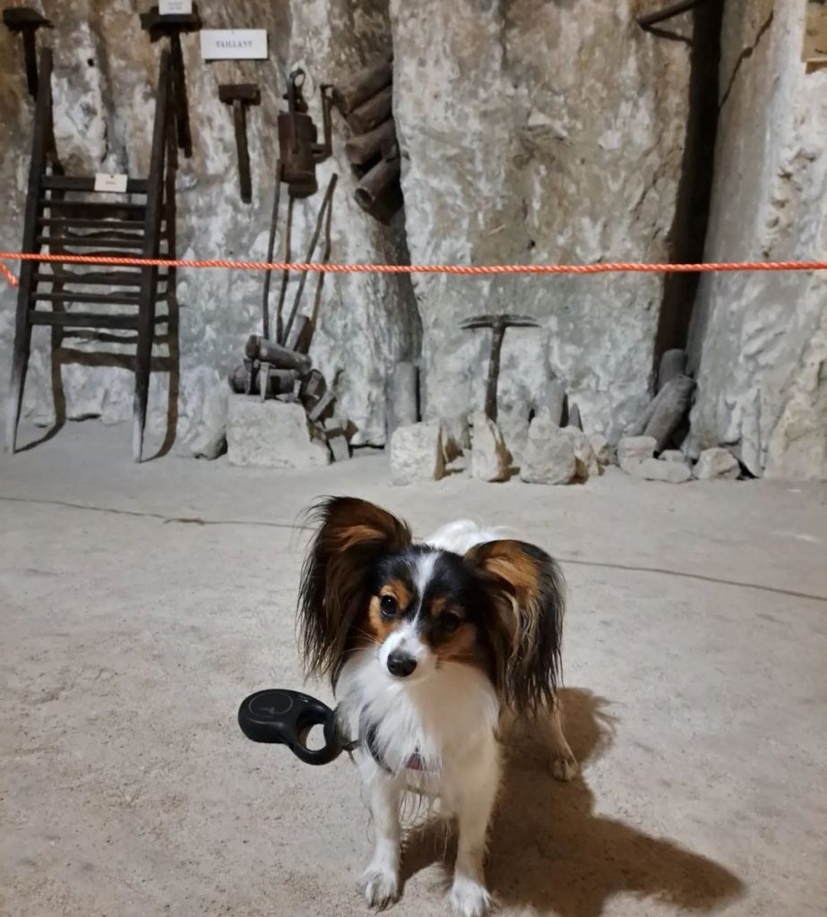 visiter la Cave Vivante du Champignon avec un chien