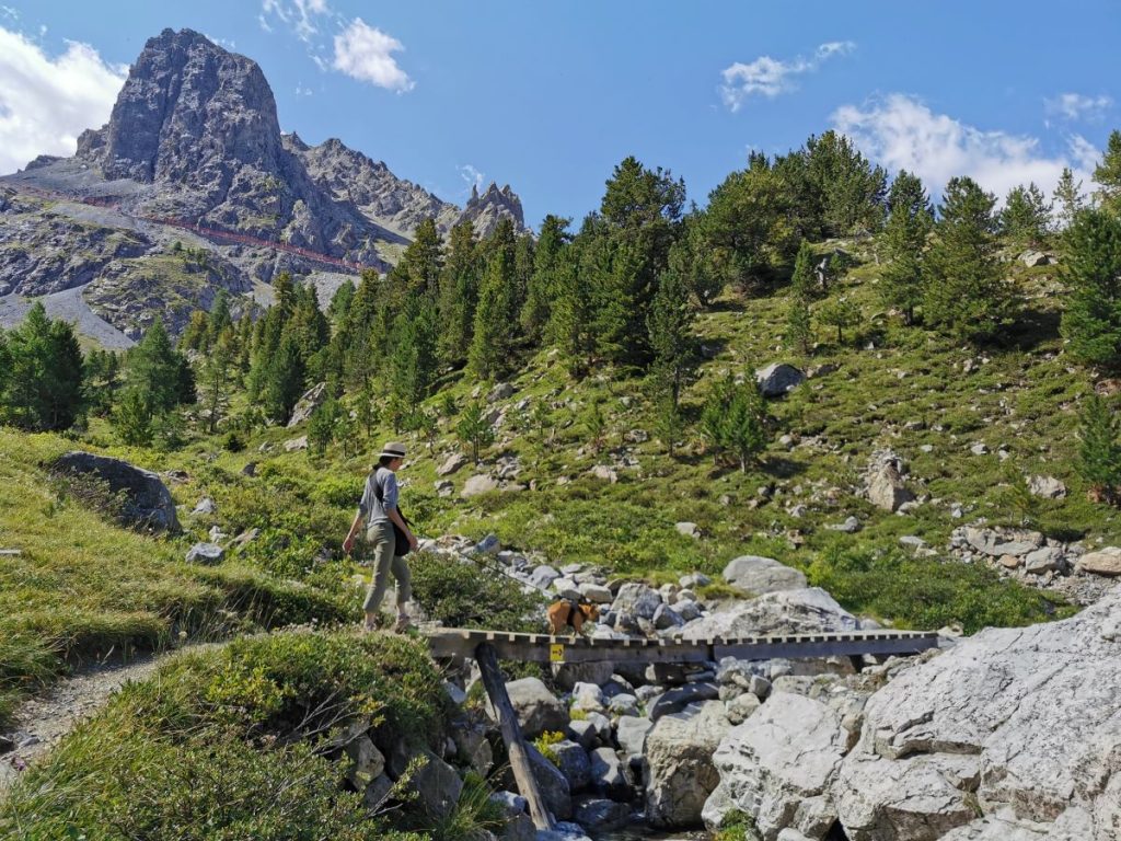 Toutouriste : quand un chien devient un véritable compagnon de voyage