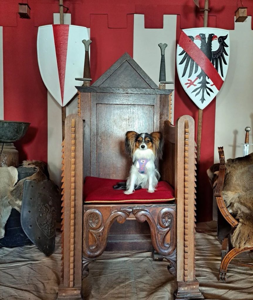 château de Monts-sur-Guesnes visite avec petit chien