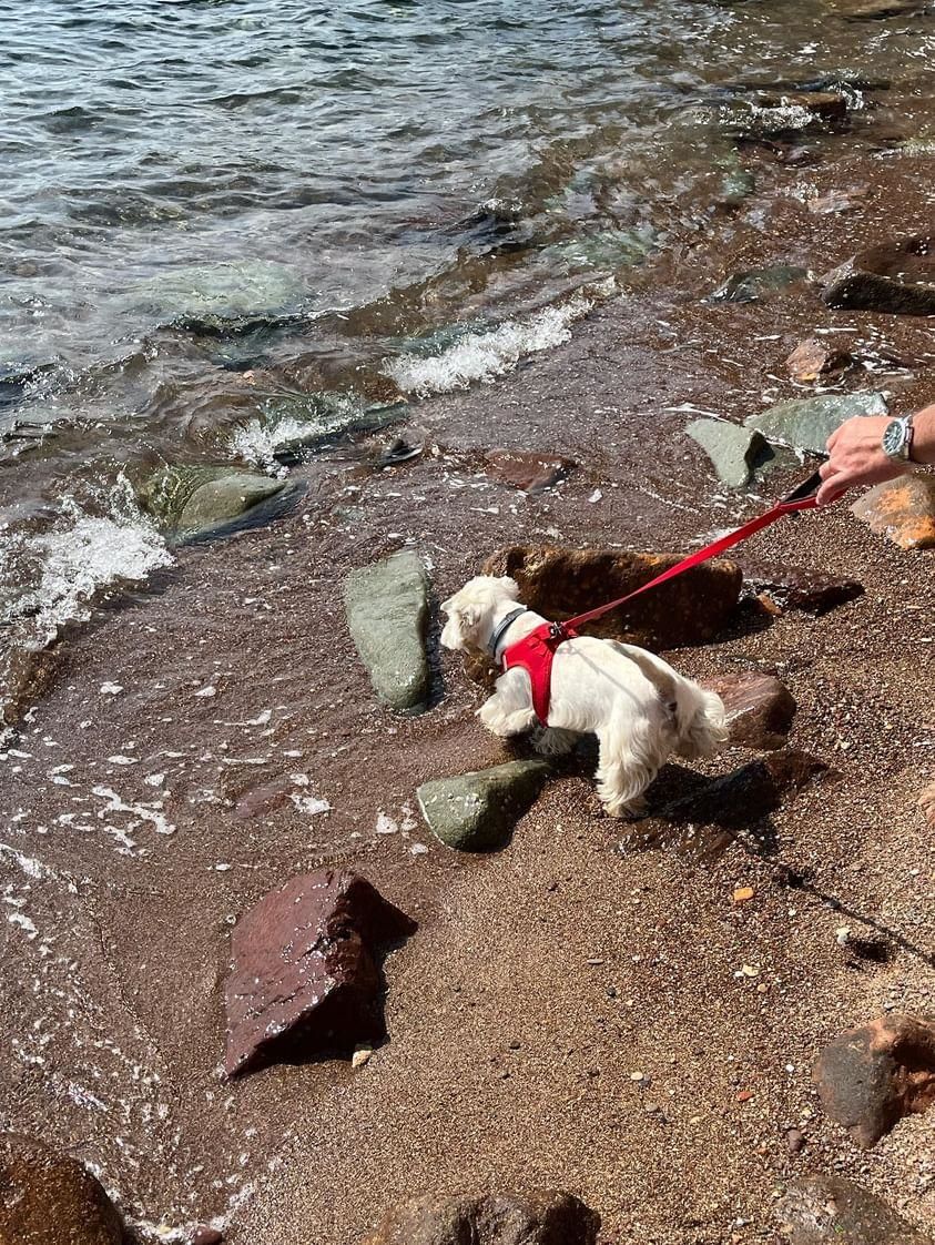 Découvrez Grimaud avec votre chien