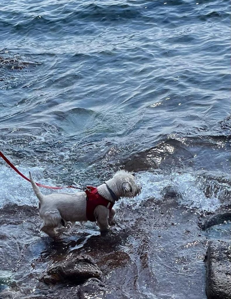 tourisme à grimaud avec chien