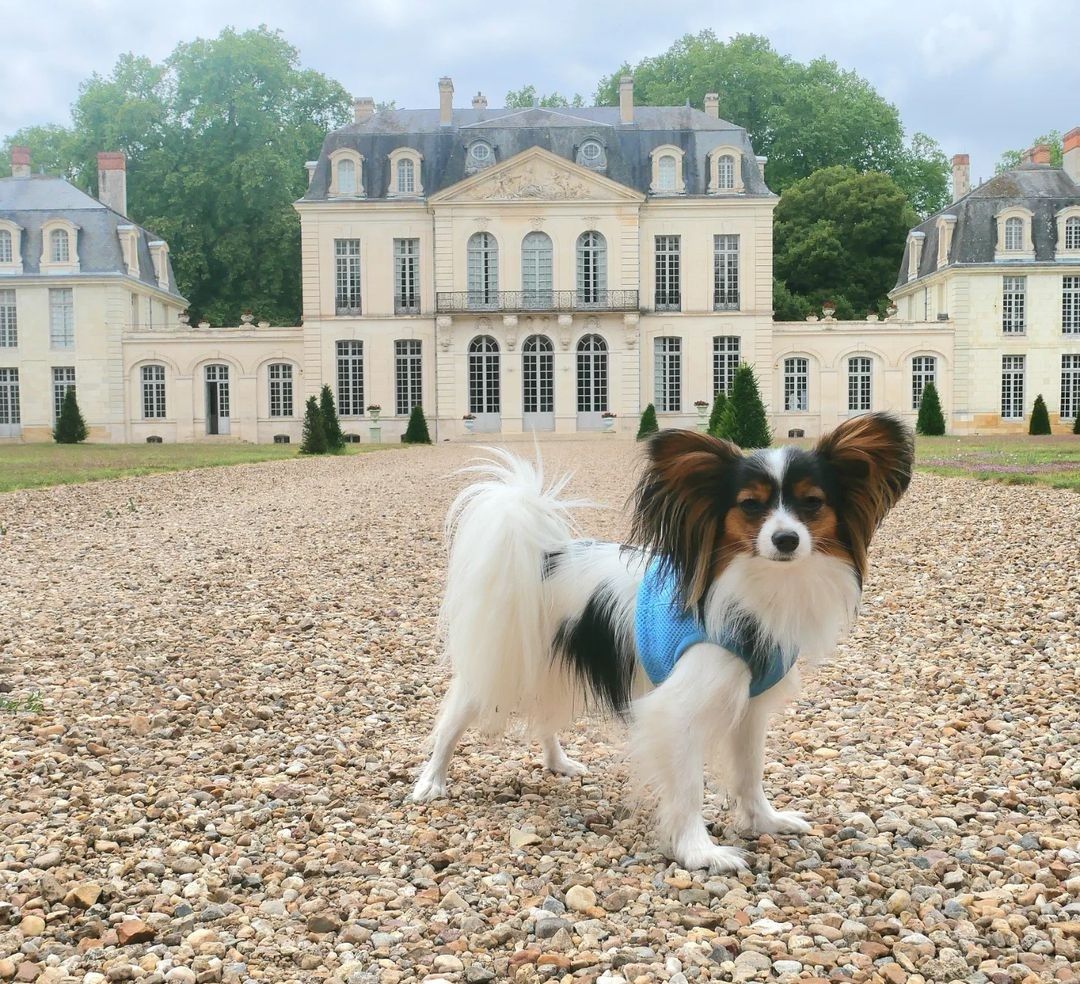 visite avec chien vienne château des Ormes