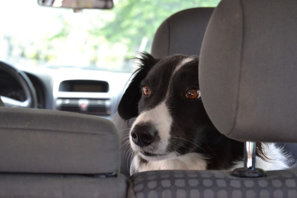 Règles pour voyager avec son chien en voiture