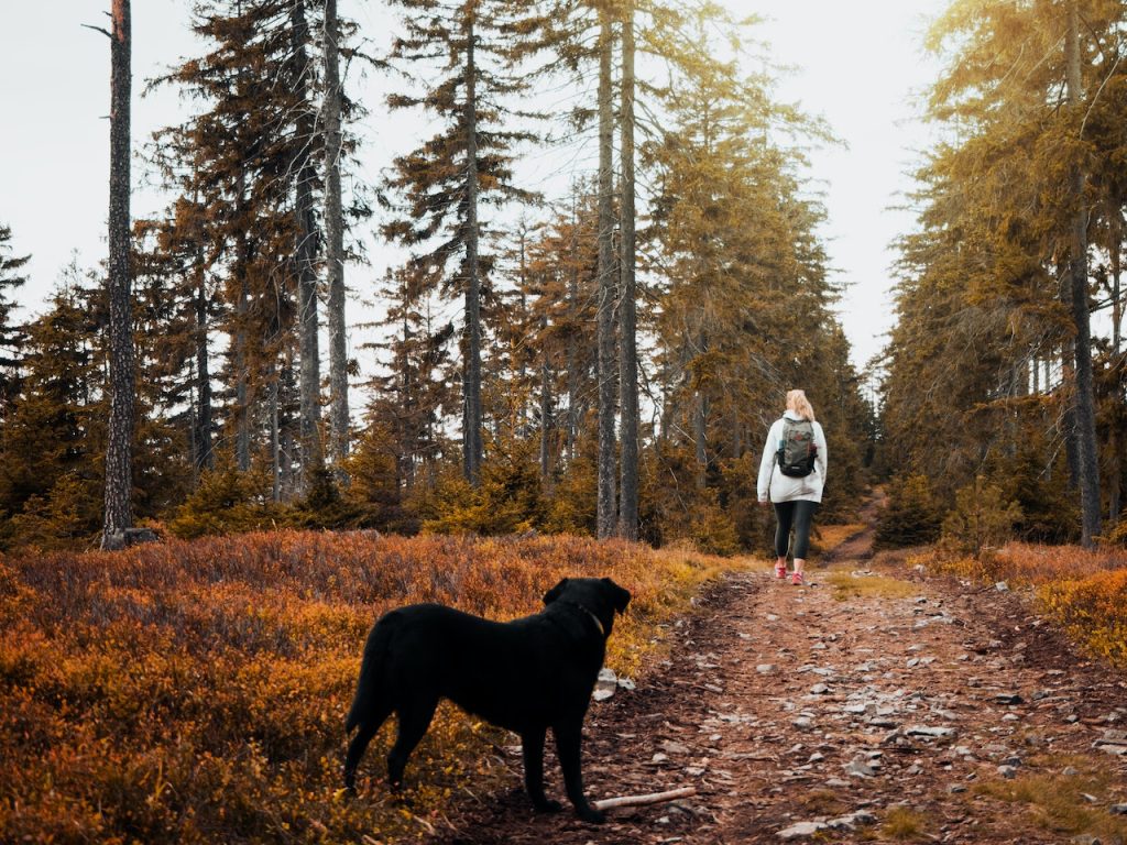 chien automne