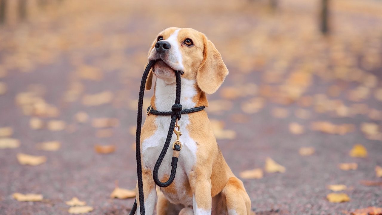 prendre soin de son chien en automne