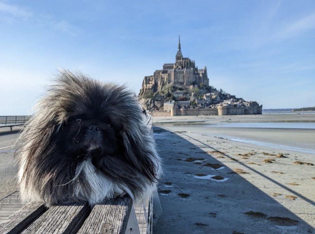 Visiter le Mont Saint-Michel avec son chien : nos conseils