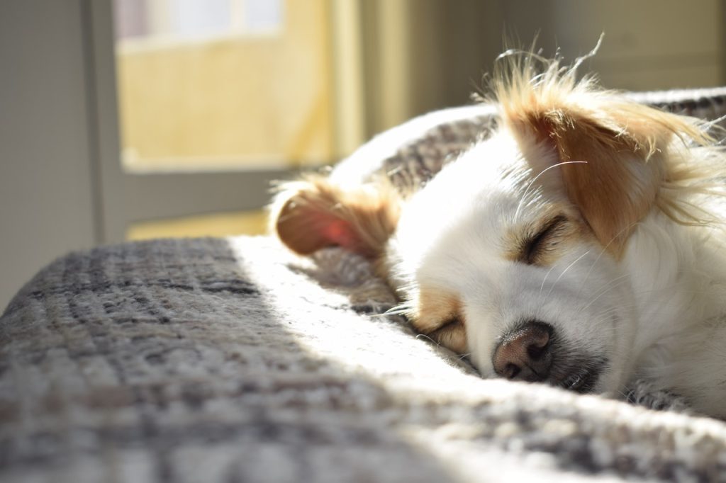 prendre soin de son chien en automne