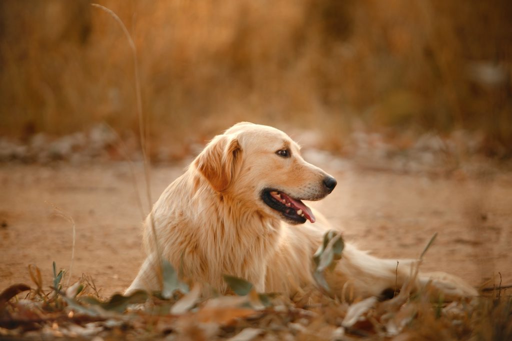 11 conseils pour prendre soin de son chien en automne !