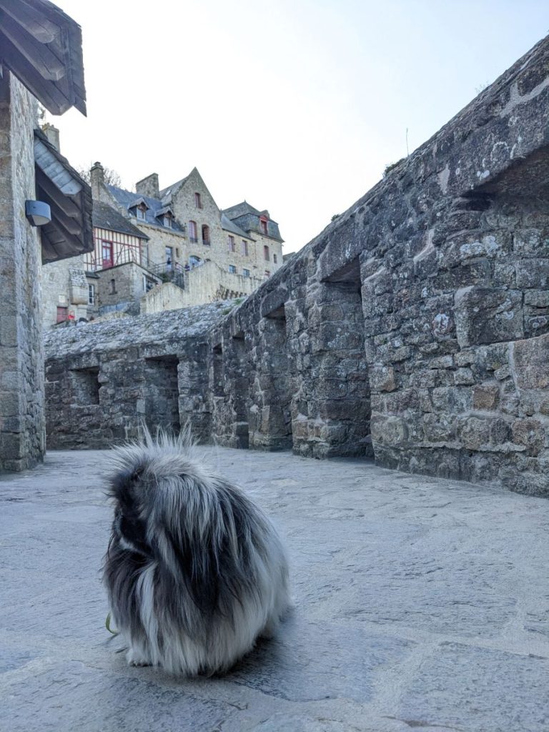 visiter le Mont Saint-Michel avec son chien