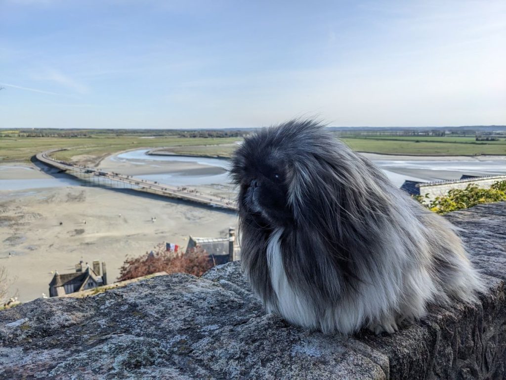 visiter le Mont Saint-Michel et sa baie avec un chien