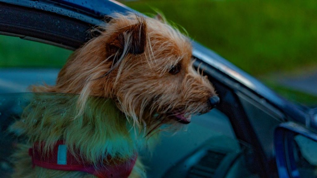 voyager avec son chien en voiture