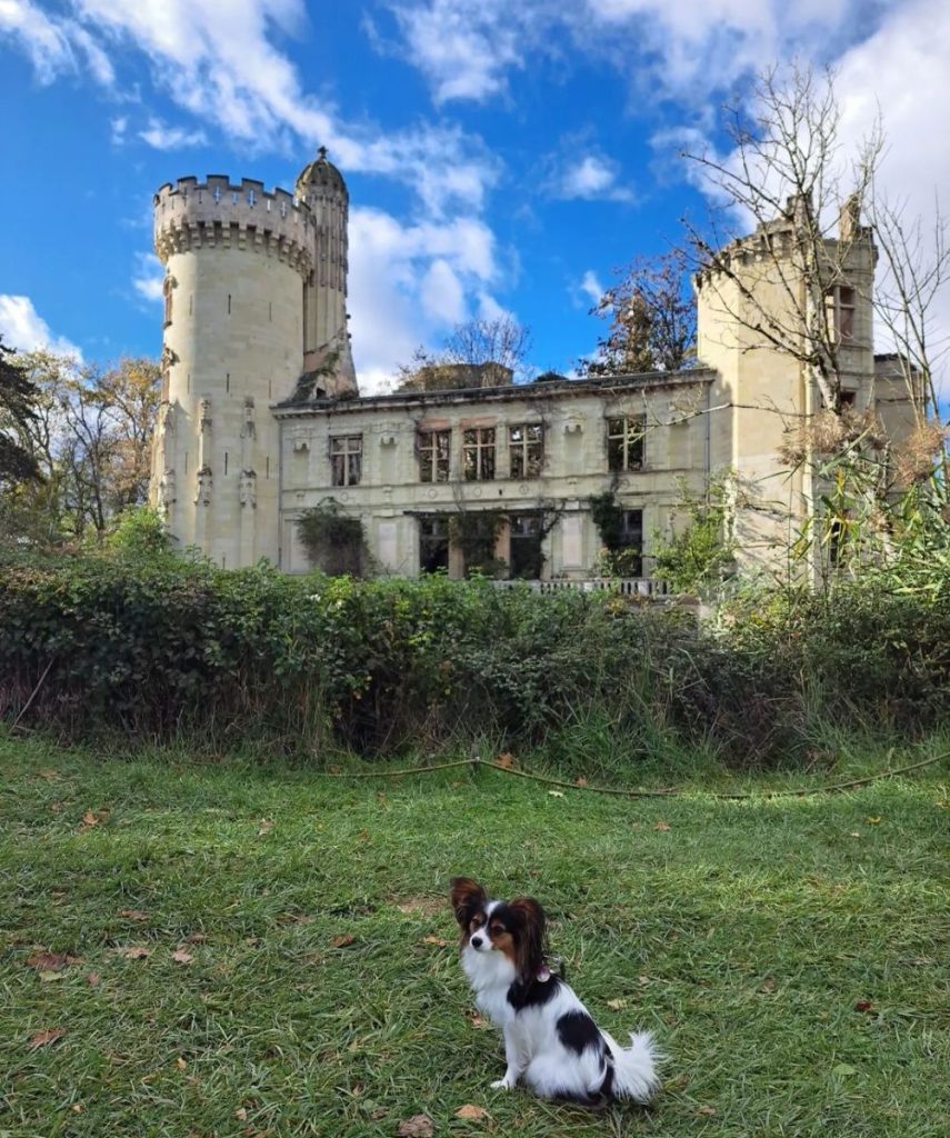 Château La Mothe Chandeniers chien accepté