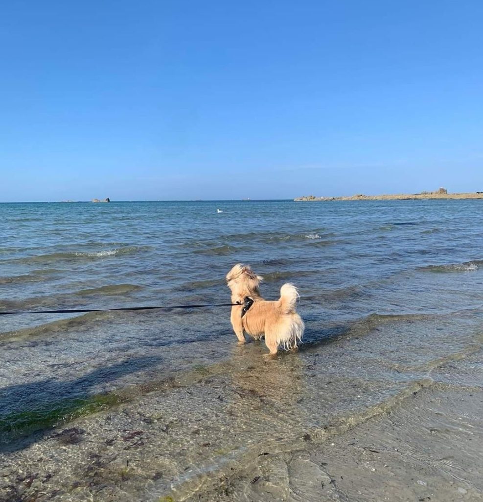 Gîte Coc'ker Breizh accepte chien bretagne finistère