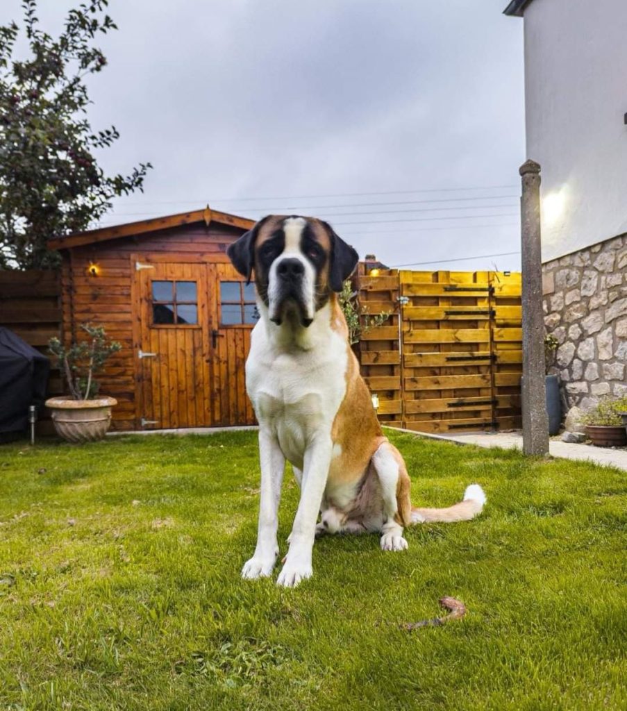 Gîte avec jardin accepte chien finistère Coc'ker Breizh