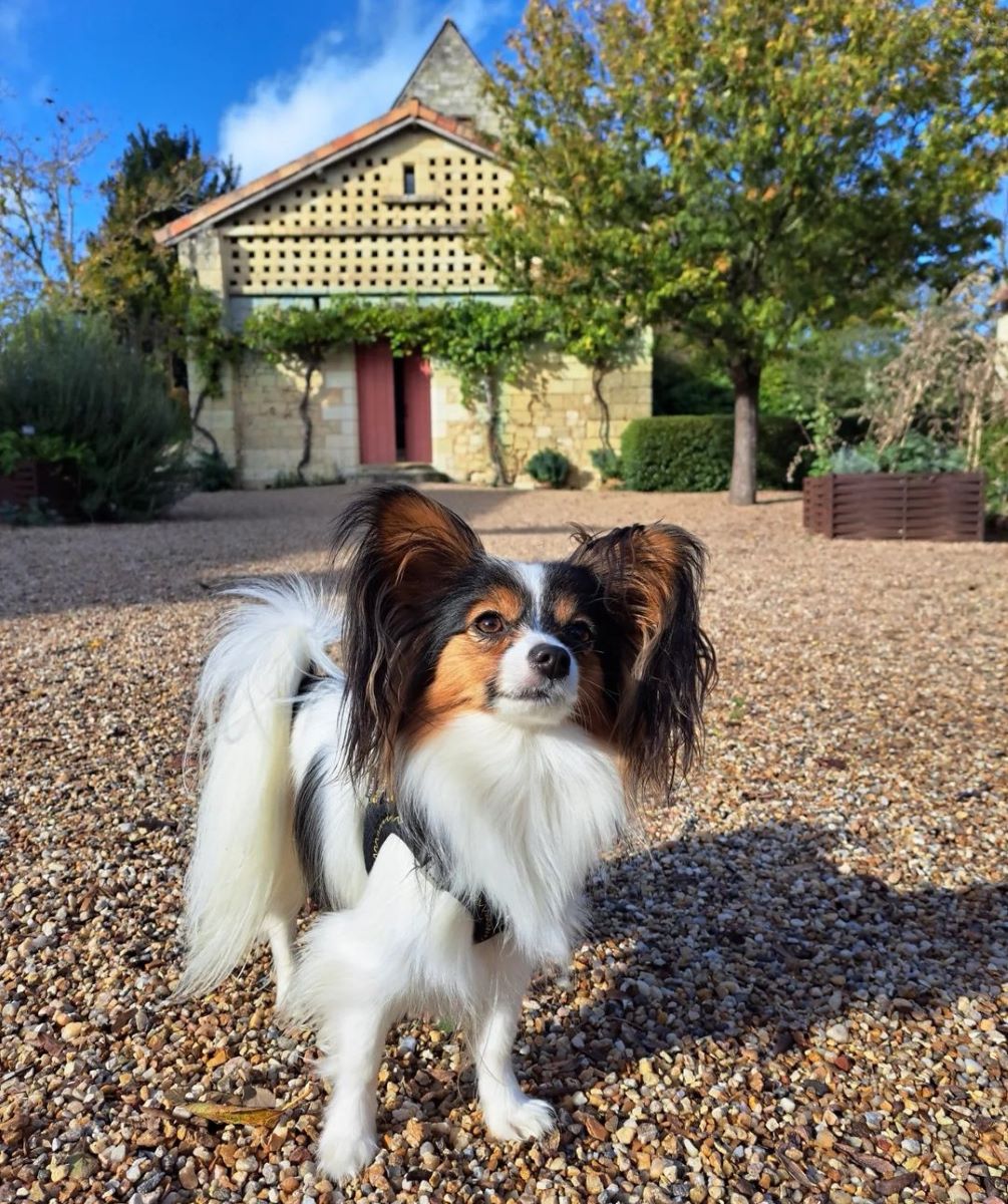 Musée Rabelais chien accepté