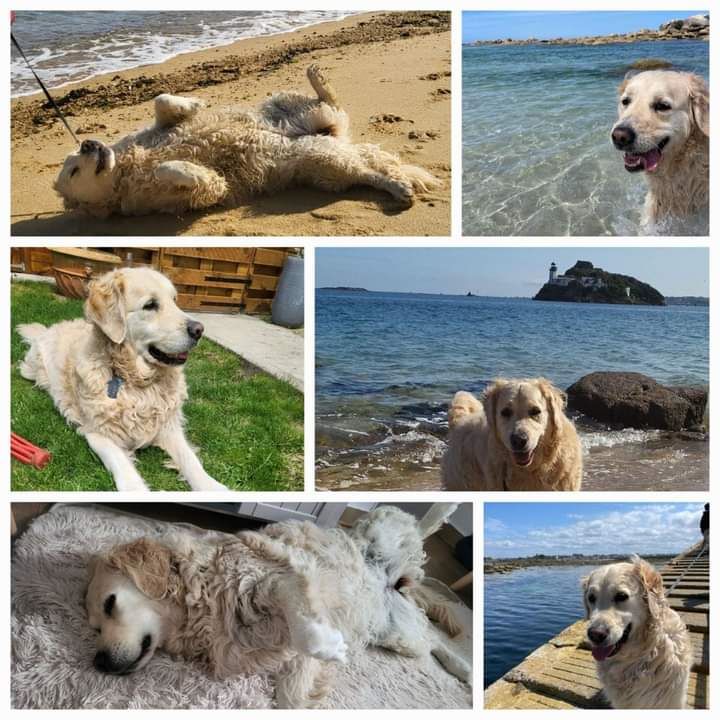 gîte pour passer de super vacances avec son chien