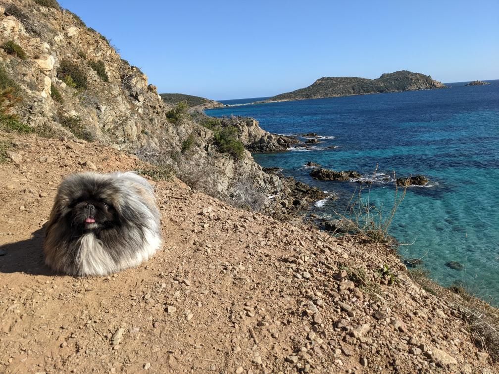 Où aller avec un chien en France?