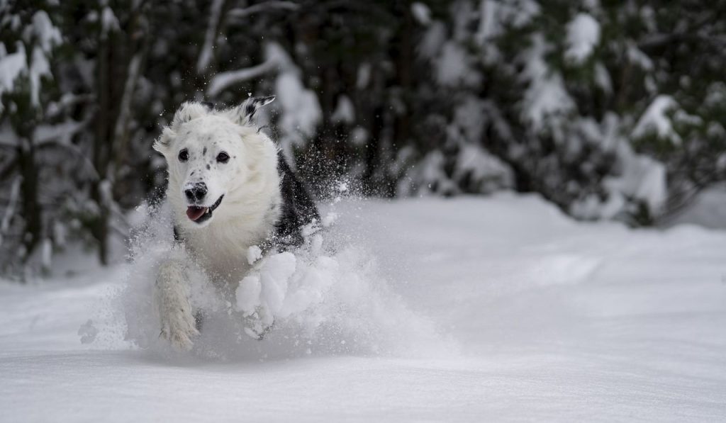 où aller avec un chien en France à la montagne en hiver