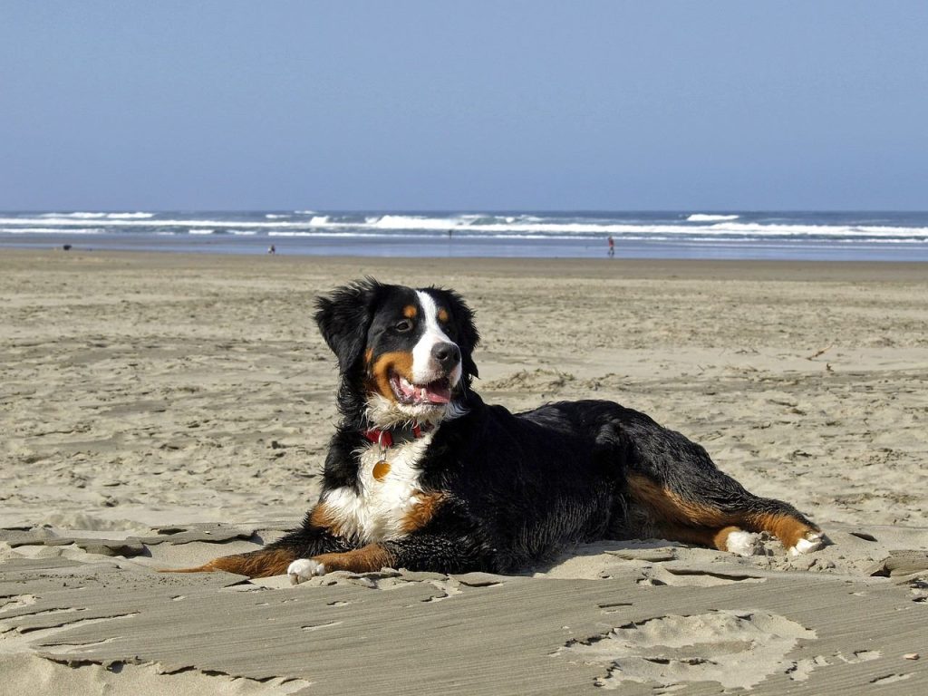 où aller avec un chien en France à l'océan