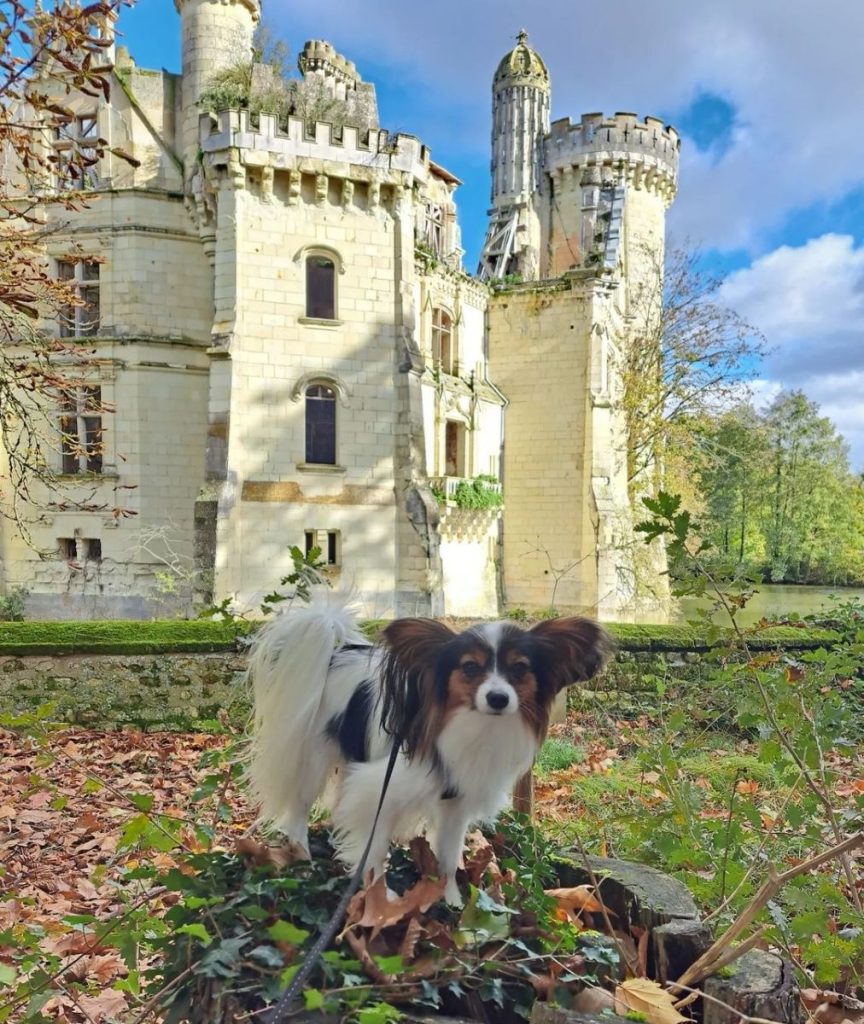 visite avec chien Château La Mothe Chandeniers tourisme avec mon chien vienne