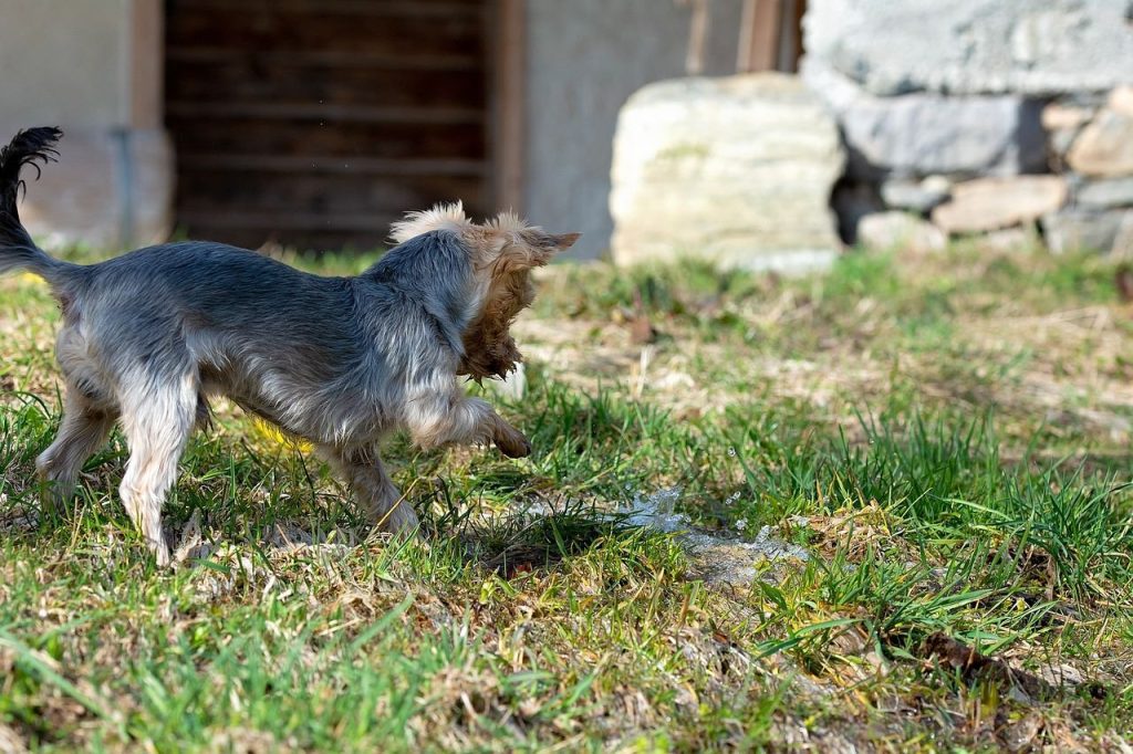 Week-end insolite avec votre chien chasse au trésor