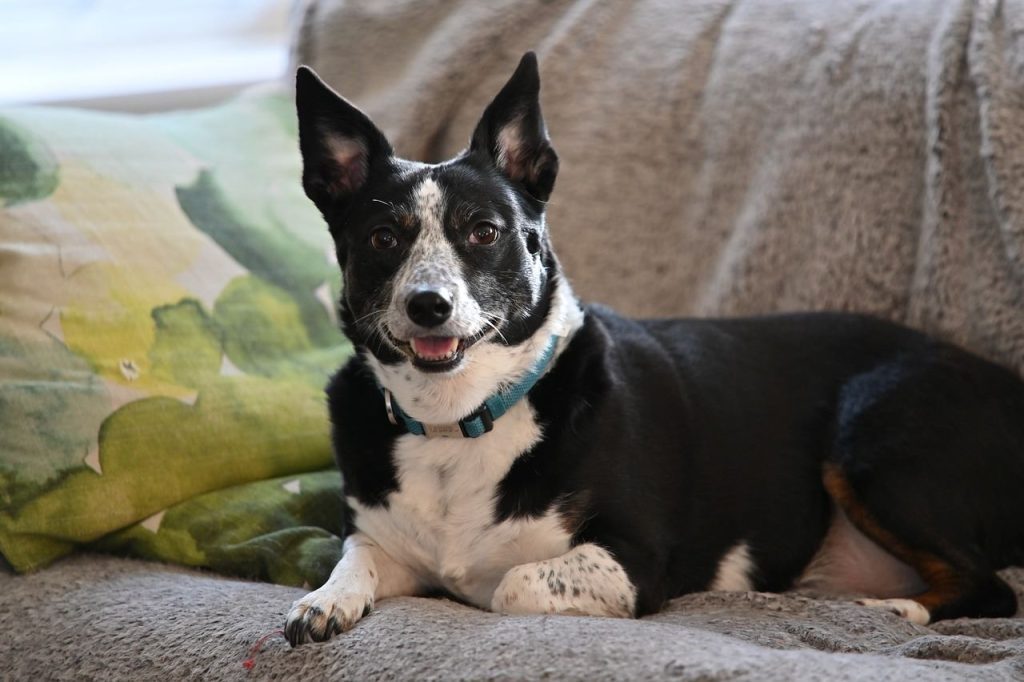 Hébergements où votre chien sera le bienvenu