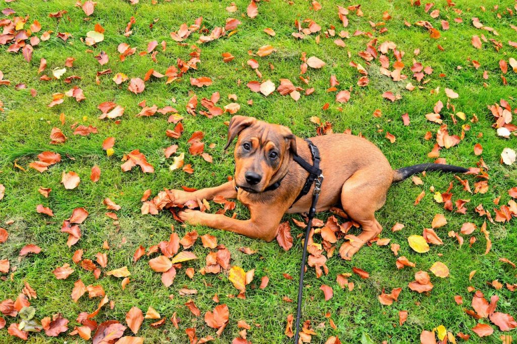 où promener son chien à paris