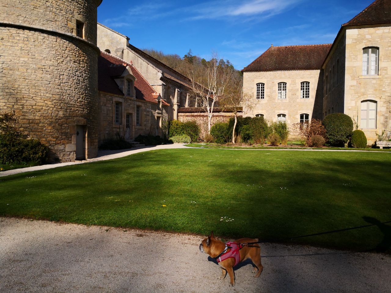 Abbaye de Fontenay chien accepté activité en bourgogne