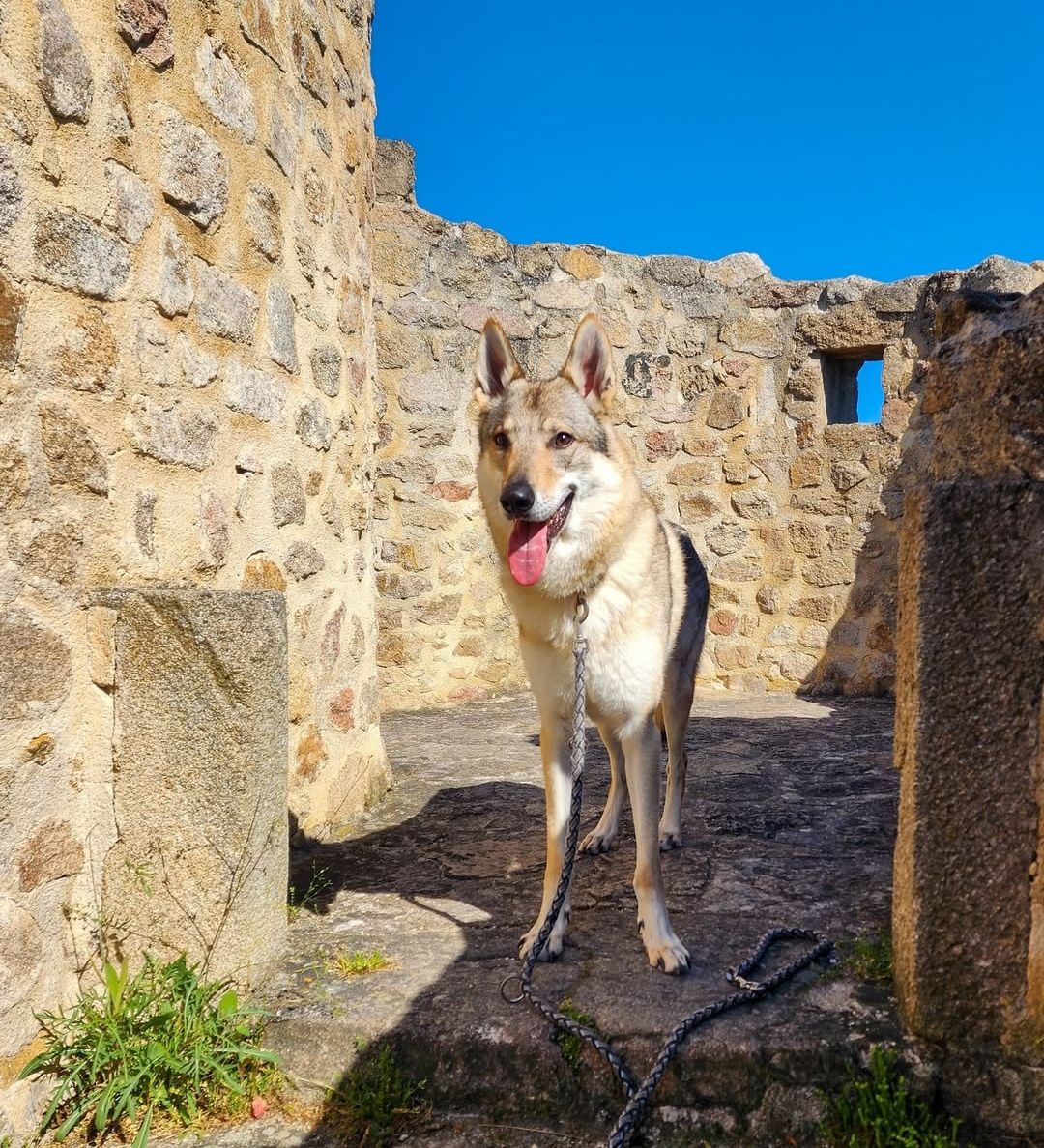 Château du Hohlandsbourg chien accepté colmar