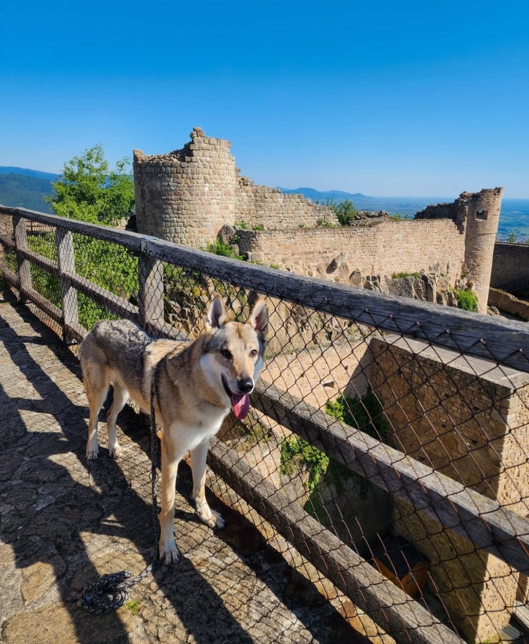 Château du Hohlandsbourg chien autorisé colmar
