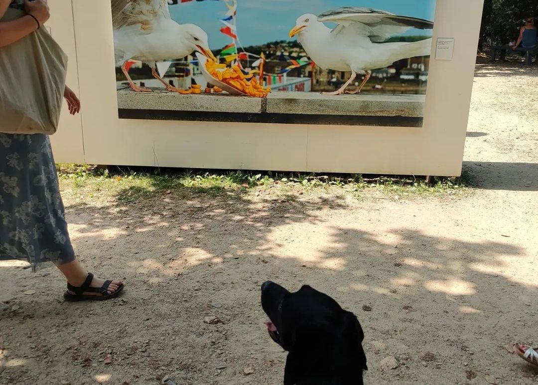 Festival Photo La Gacilly chien accepté