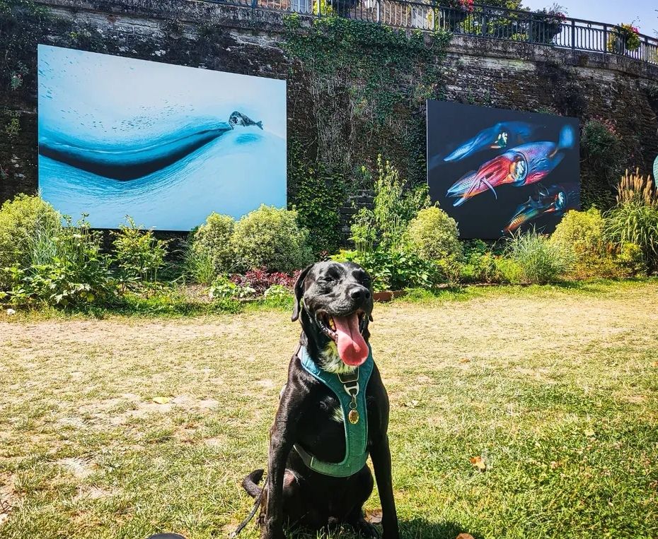 Festival Photo La Gacilly chien autorisé