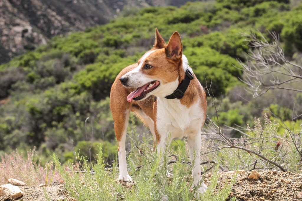 randonnées à faire en haute Savoie avec son chien