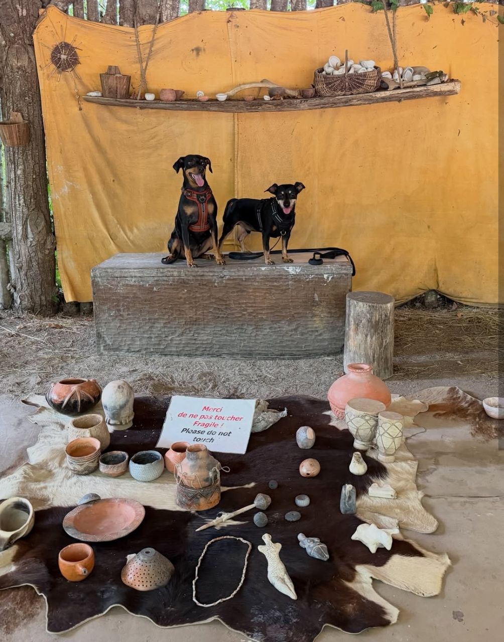 Préhisto'site du CAIRN chien accepté