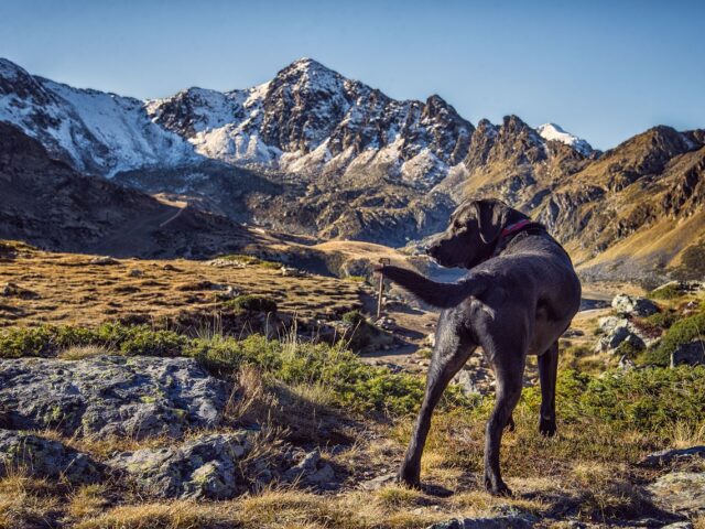 11 idées de randonnées à faire en Haute-Savoie avec son chien !