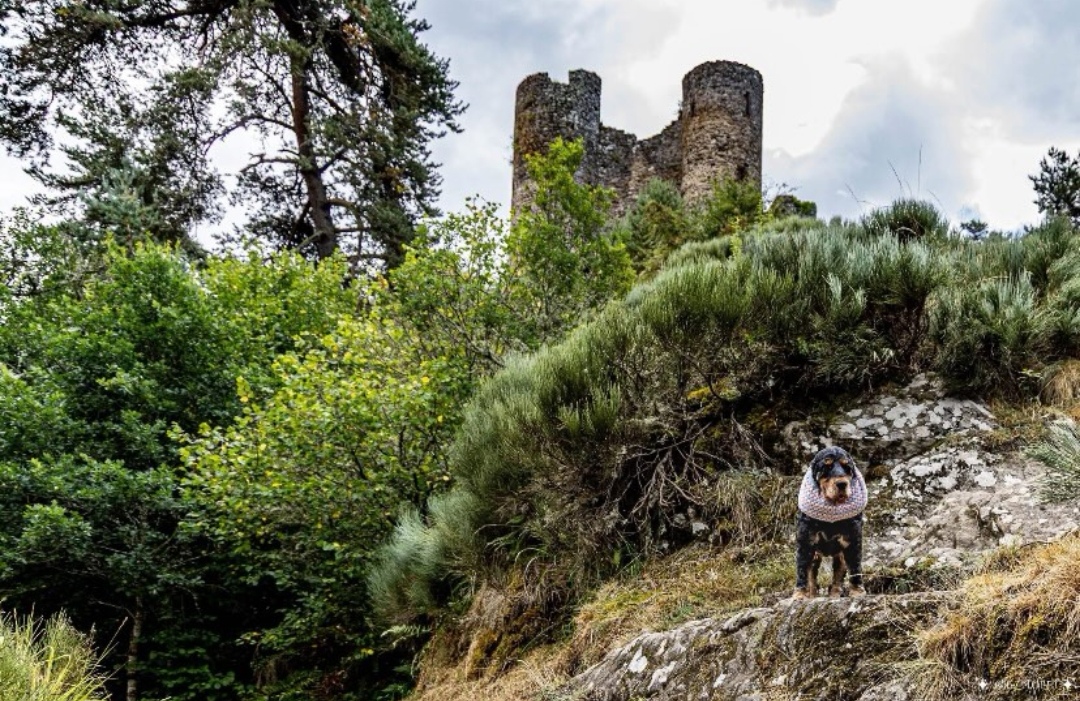 château d'alleuze chien accepté