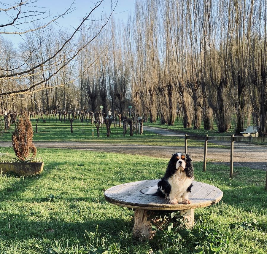 camping le marais sauvage chien accepté