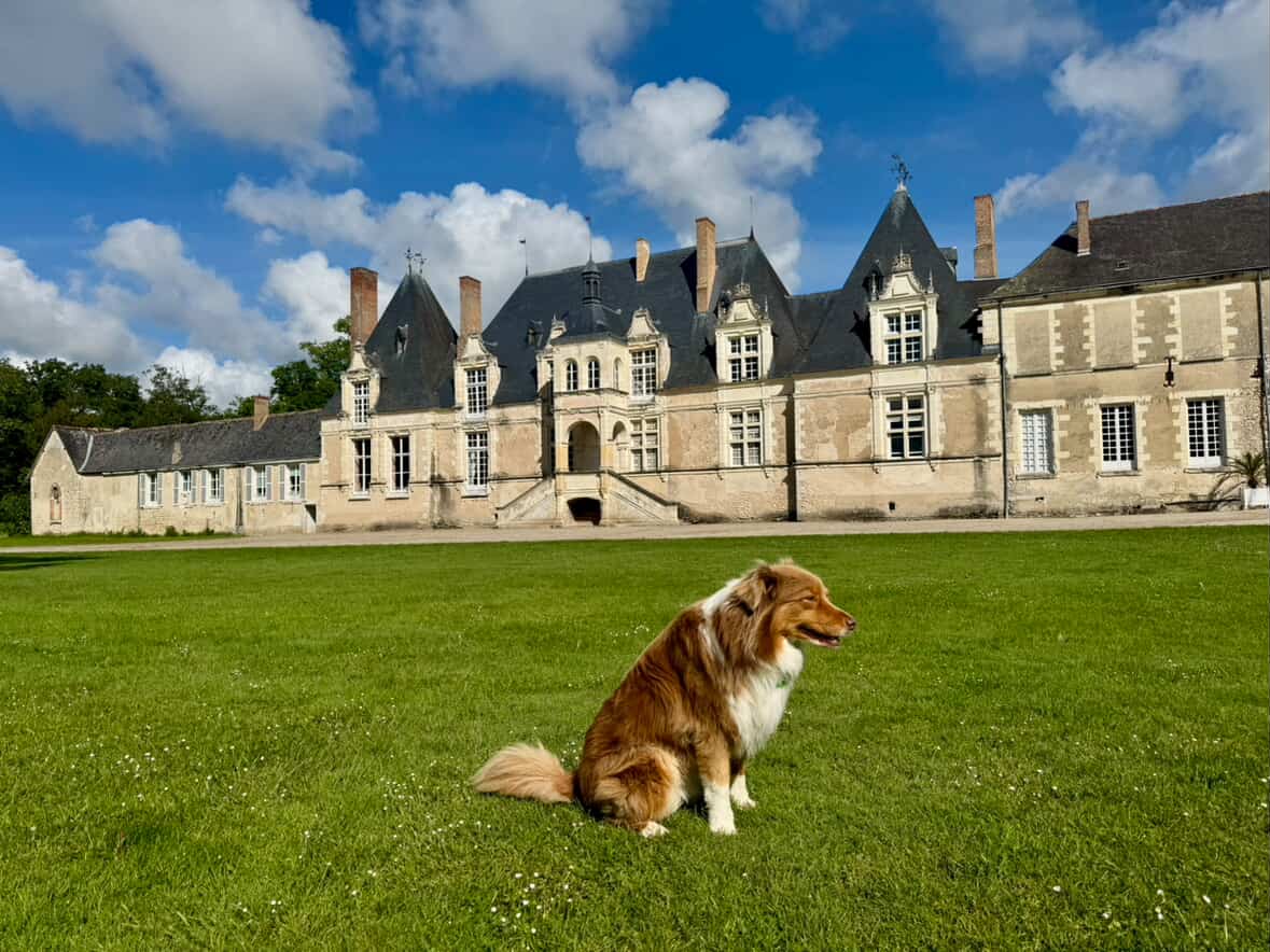 château de villessavin chien accepté