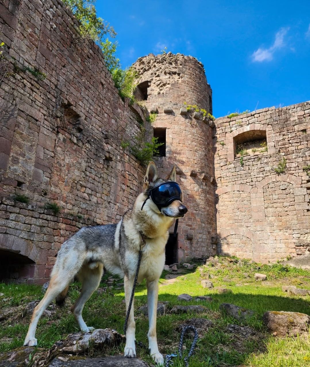 château du landsberg chien accepté