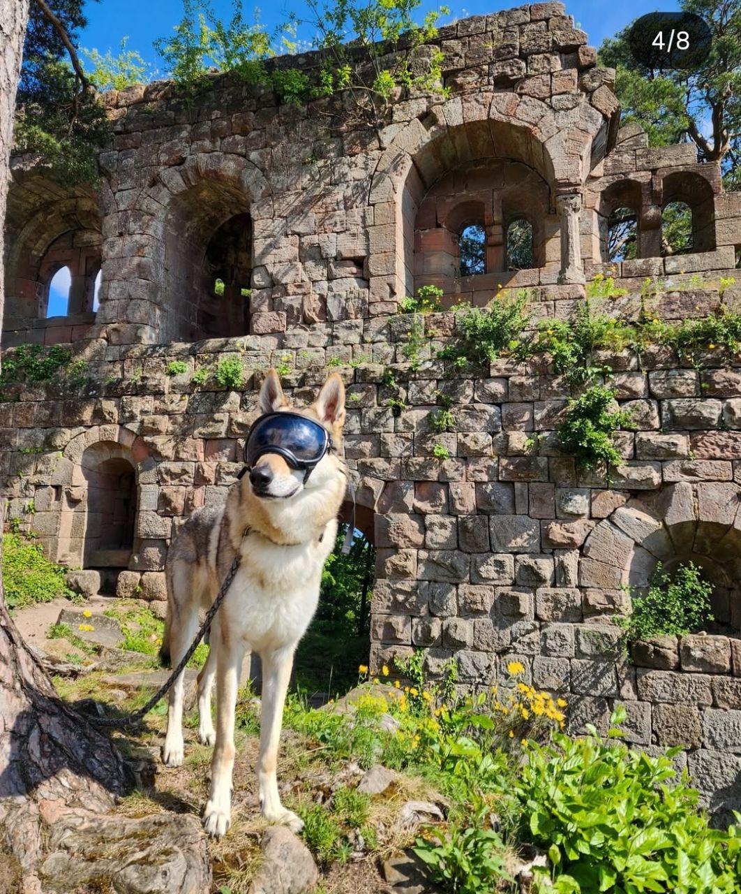 château du landsberg chien bienvenu