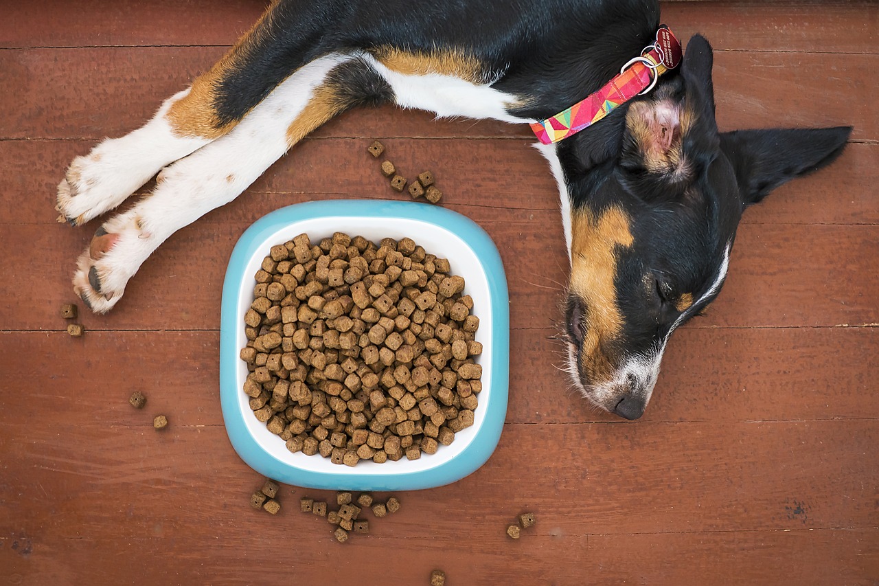 Pourquoi faut-il donner des croquettes à un chien stérilisé ?